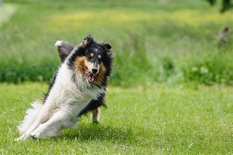 Royalty Free Photo Tricolor Rough Collie Running On Green Grass Lawn