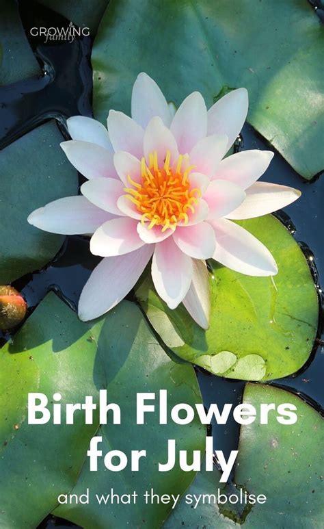 A White Water Lily With The Words Birth Flowers For July And What They