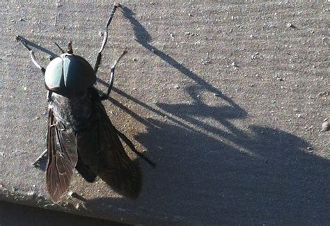 Check spelling or type a new query. Horse Fly - What's That Bug?