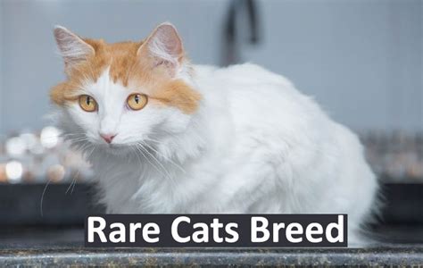 Feline Wonders 11 Rare Cat Breeds Youve Never Heard Of