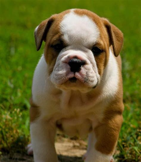 English Bulldog puppies for adoption..(814)2907158 - Dogs & Puppies