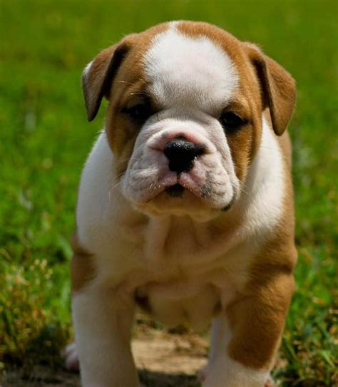English bulldog puppies for adoption. English Bulldog puppies for adoption..(814)2907158 - Dogs ...