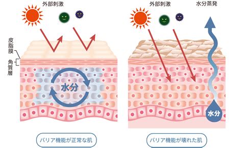肌に最適なスキンケア方法とは 肌本来の機能に着目したシンプルケアを提案生体バリア研究研究事例研究開発新日本製薬株式会社