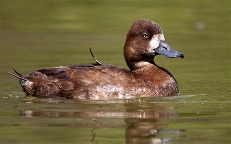 And (3) age ratios of lesser scaup in the u.s. Lesser Scaup (Female) | I like these shots due to the ...
