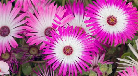 Pink Flowers Free Stock Photo Public Domain Pictures