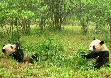 Watch Wild Pandas Courtship And Mating Filmed For The First Time