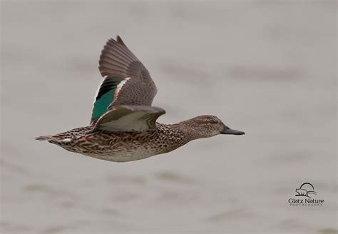 Green Winged Teal In Flightbirds Of South Texas 2 Glatz Nature