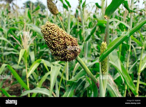 Millet Plant Hi Res Stock Photography And Images Alamy