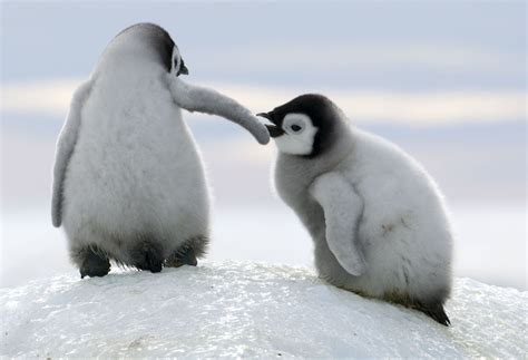 Dream Job Alert Researchers Need Volunteers To Look At Cute Penguin