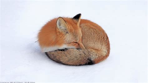 Cute Baby Fox Wallpaper 54 Images