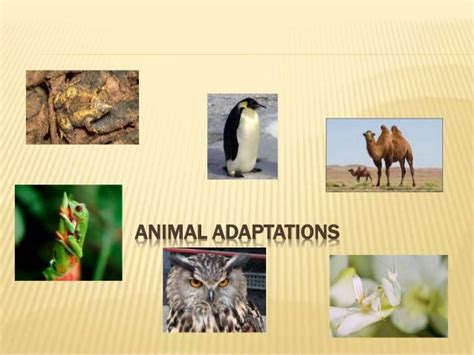 Powerpoint Presentation Adaptation Of Living Organisms In Its Environ