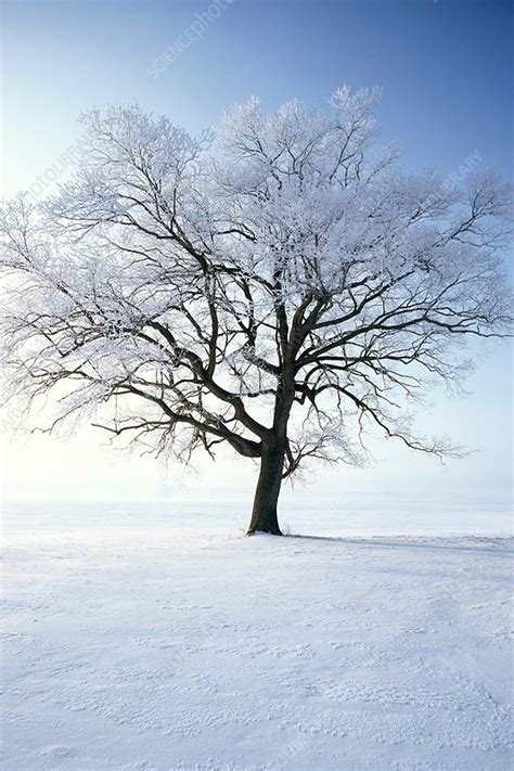 Tree Covered In Hoar Frost Stock Image E1280381 Science Photo