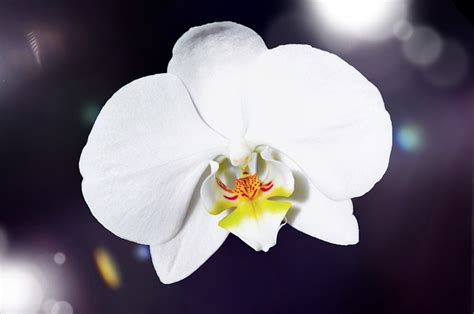 A chi non fa piacere ricevere in regalo un fiore? Orchidea Fiore Bianco - Foto gratis su Pixabay