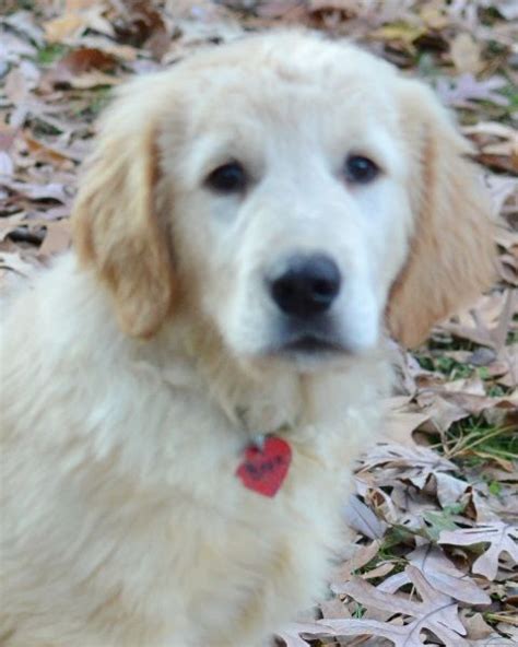 We did not find results for: Golden Retriever dog for Adoption in Enfield, CT. ADN ...