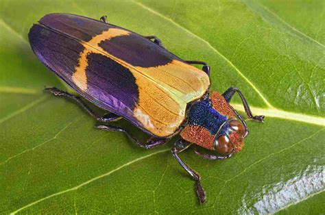 Learn 10 Fun Facts About Insects