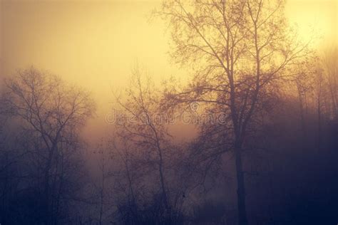 Mystic Forest A Foggy Day Stock Photo Image Of Morning 81466206