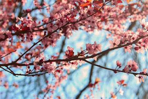 Pink Cherry Blossom Flowers On Branches Against A Pale Blue Sky Pink Cherry Blossom On Blue K