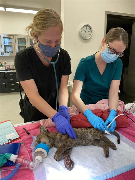 Orphaned cougar cub treated for severe burns at Oakland Zoo