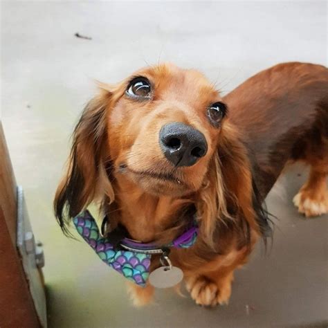 Earn points & unlock badges learning, sharing & helping adopt. Dachshund Puppies For Sale In Rapid City Sd | Top Dog ...
