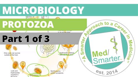 Protozoa Microbiology Usmle Step 1 Part 1 Of 3 Youtube