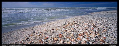 Panoramic Picturephoto Shell Covered Beach Sanibel Island Florida Usa