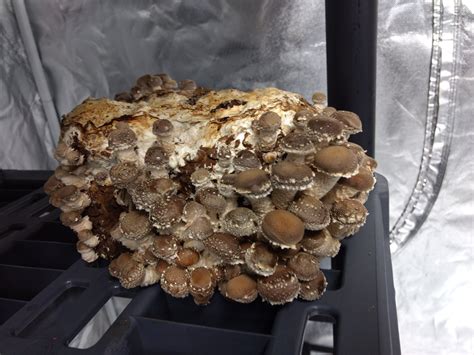 Tried planting a cactus flower, nope. Shiitake Mushrooms | Freshly Grown | - Cactus Hat Mushrooms
