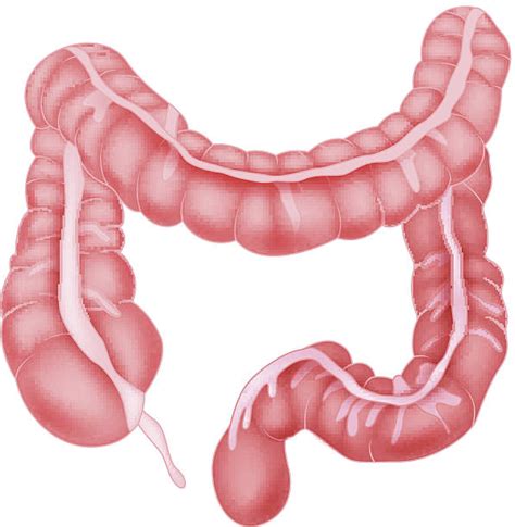 Royalty Free Drawing Of The Human Small Intestine Clip Art Vector