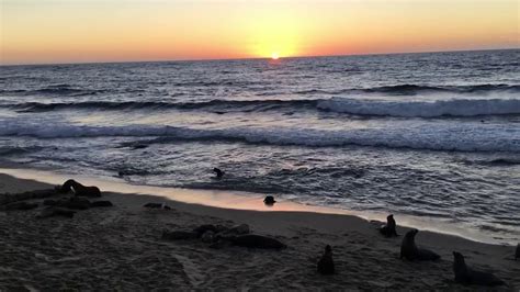 La Jolla Cove San Diego Ca Full Sunset With Seals And Sea Lions Youtube