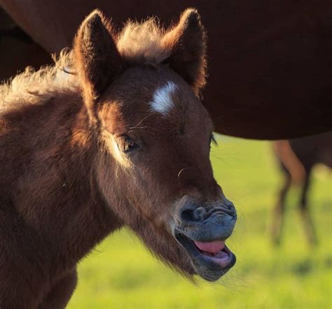 50 Hilarious Photos Of Horses Smiling Always Pets