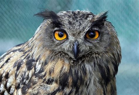 27 of the week's most amazing animal photos - TODAY.com