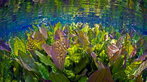 Bing Image Freshwater Plants In Aquário Natural Brazil Bing