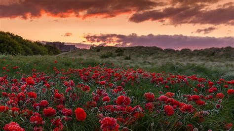 Field Poppies Flowers Wallpaper Hd Nature 4k Wallpapers Images
