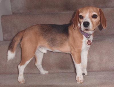What does apallic syndrome mean? Chinese Beagle Syndrome -Pictures Page Three