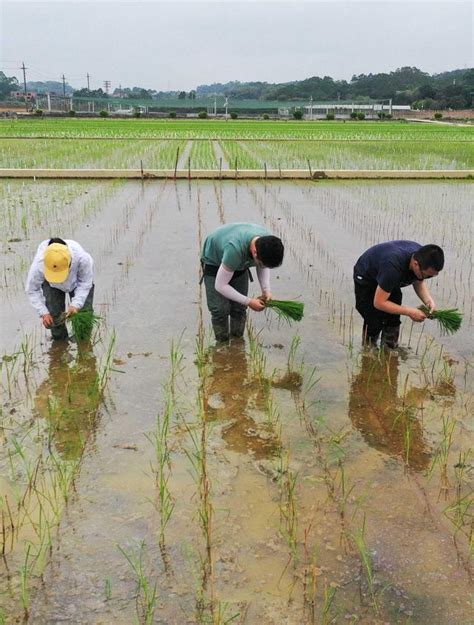 嫦娥五号太空稻秧苗“安家”田间 我们等夏收好消息 哔哩哔哩