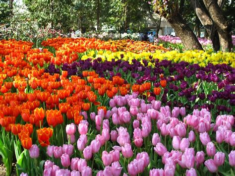 Premium Photo Beautiful Tulips Flowers Blooming In Garden