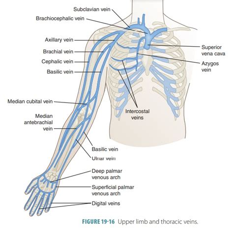 Venous Drainage Of The Upper Limb Basilic Cephalic Teachmeanatomy My Xxx Hot Girl