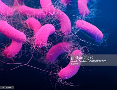 Pseudomonas Aeruginosa Bacteria Photos And Premium High Res Pictures