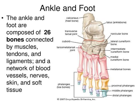 Ppt Anatomy Of Ankle And Foot Powerpoint Presentation Free Download