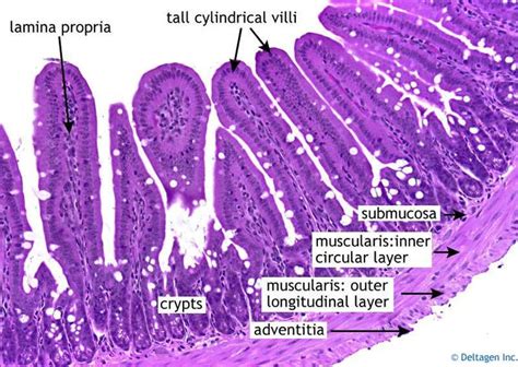 Small Intestine Histology Histology Slides Tissue Biology Human Anatomy And Physiology