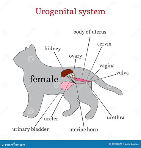 Urogenital System Of The Female Cat Stock Vector Image 53988375