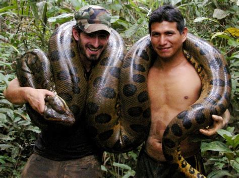 River Amazon Anaconda