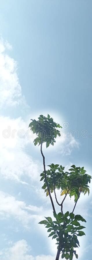 A View Of Tall And Slender Tree Towering Into The Clouds Under A Cloudy