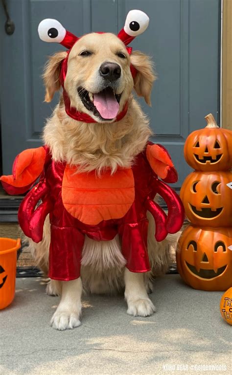 2020 Cutest Dog Halloween Costumes 5 Tips For Choosing The Right