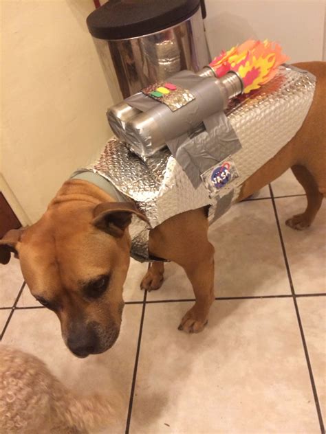 Make An Easy Astronaut Dog Costume Recipe Homemade Dog Halloween