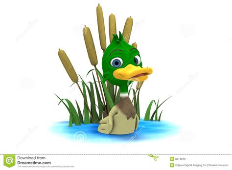 Cool comical mallard duck cartoon tshirt is also special for bird lovers. Mallard Duck Sitting In Pond Royalty Free Stock Images ...