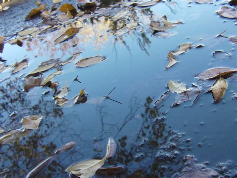 Puddlewaterfallautumnleaves Free Image From