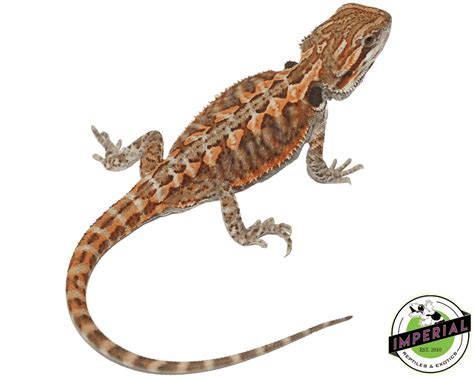 Red Leatherback Bearded Dragon For Sale Imperial Reptiles Imperial