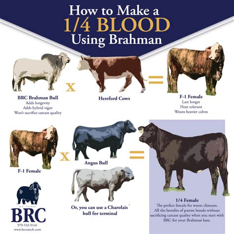 How To Make 14 Brahman Cattle Br Cutrer Inc