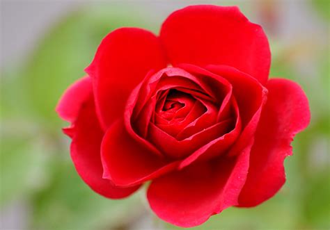 2月（にがつ）はグレゴリオ暦で年の第2の月に当たり、通常は28日、閏年では29日となる。 英語の呼び名である february はローマ神話のフェブルウス (februus) をまつる祭りから取ったと言われている。 冬薔薇 - 花