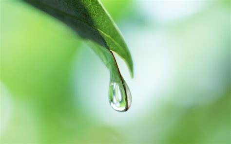 Wallpaper Leaves Water Nature Grass Branch Green Dew Leaf